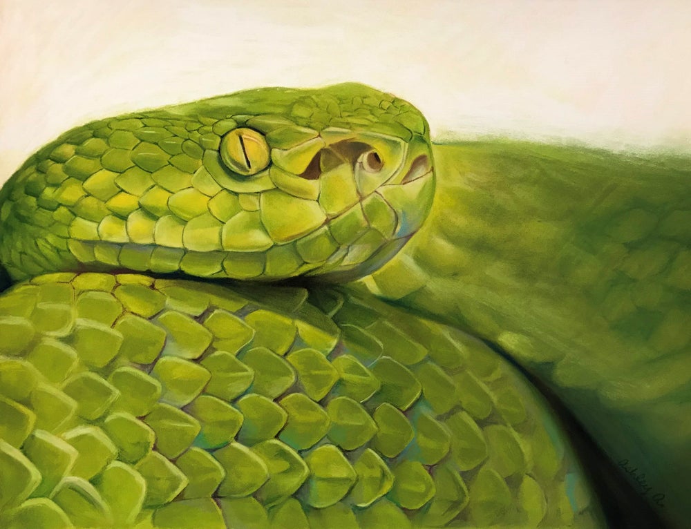 ORIGINAL Pastel Drawing - White Lipped Pit Viper