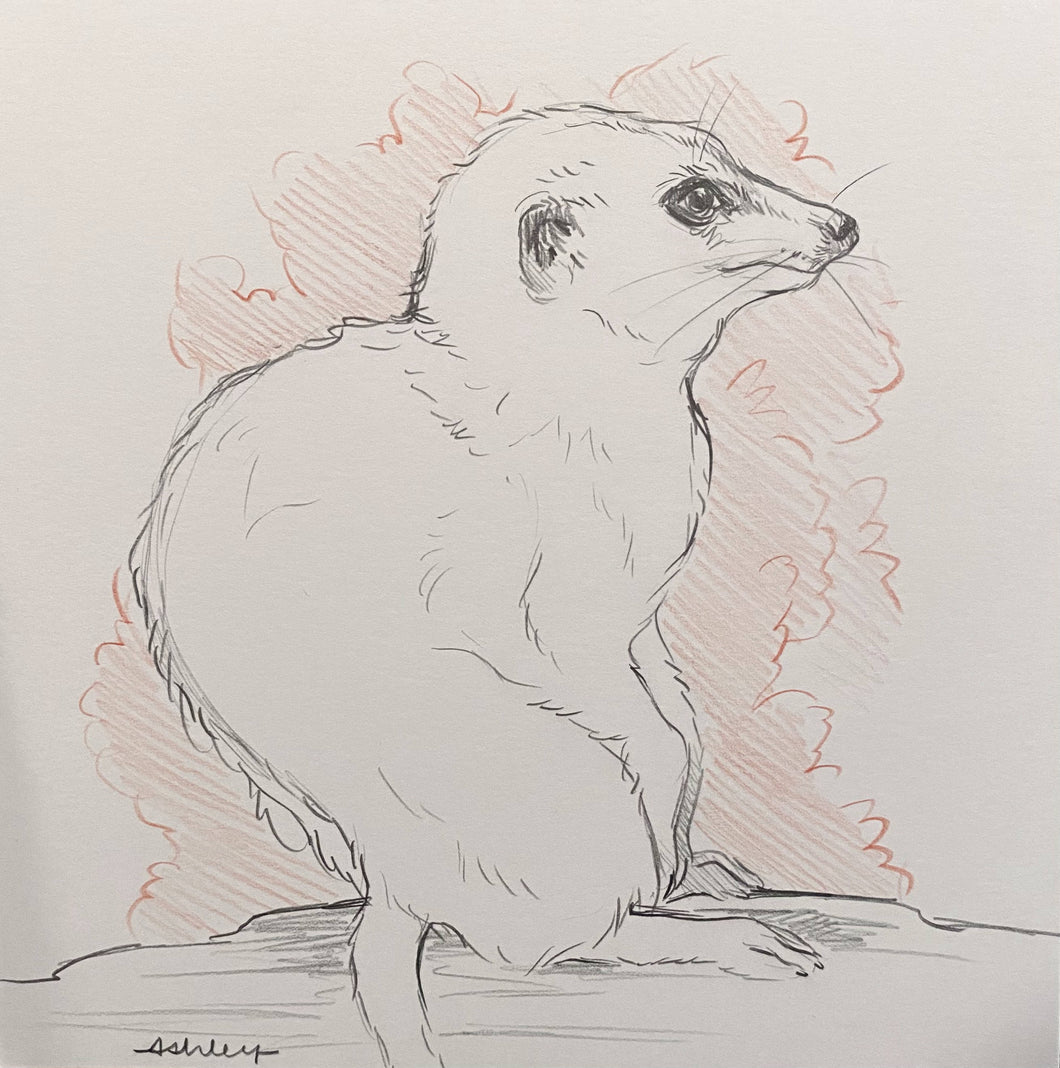 ORIGINAL Graphite Sketch - Meerkat