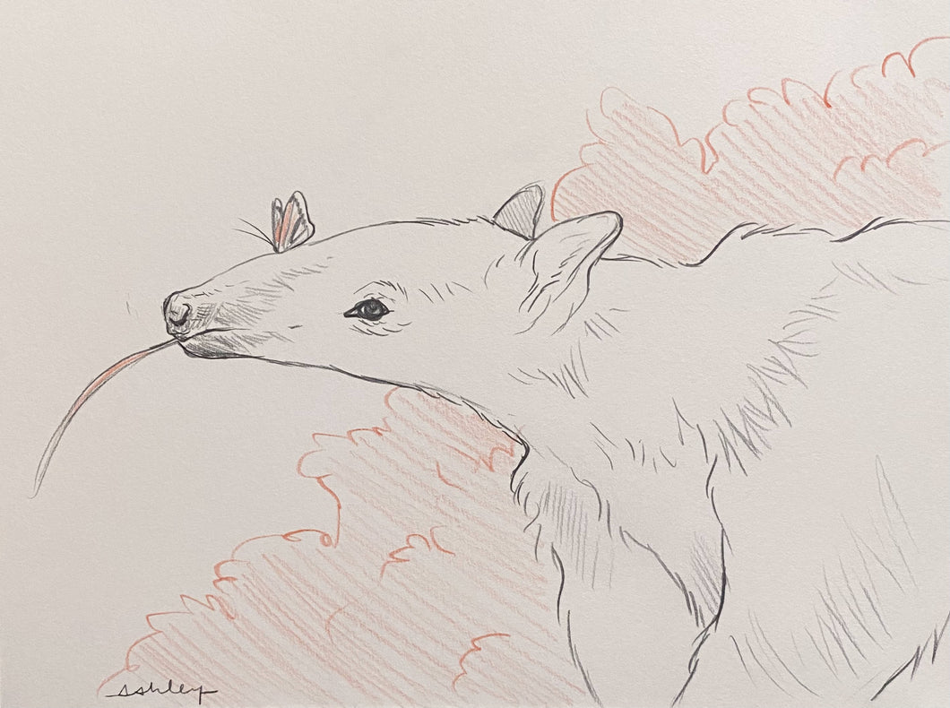 ORIGINAL Graphite Sketch - Anteater